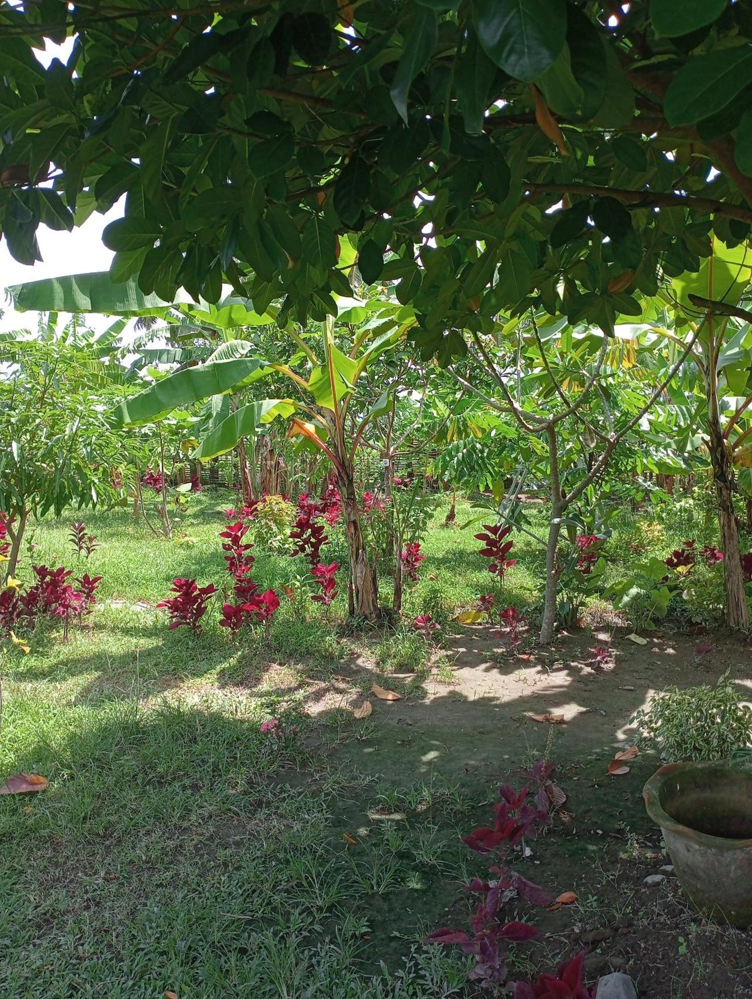 The Daun Puntik Homestay Pemenang Экстерьер фото